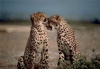 پنجه در پنجه انقراض یوزپلنگ ایرانی
