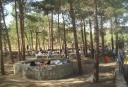 هزاران درخت منطقه 22 تهران در آستانه خشک شدن