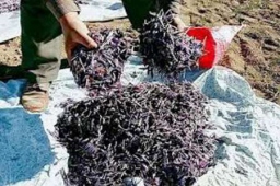 سیلی سخت سرما بر پیکر محصول زعفران خراسان جنوبی